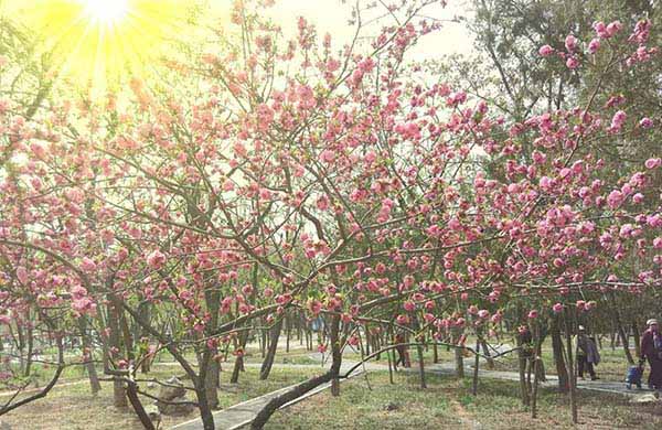 phoxo怎么给图片添加阳光效果?