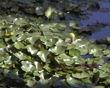 数码摄像中级技巧－对焦技术