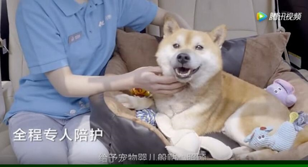 菜鸟裹裹萌急送是什么 菜鸟裹裹萌急送宠物递送服务详细介绍