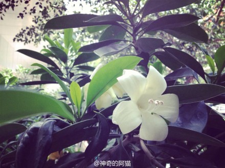 柚子相机使用效果展示