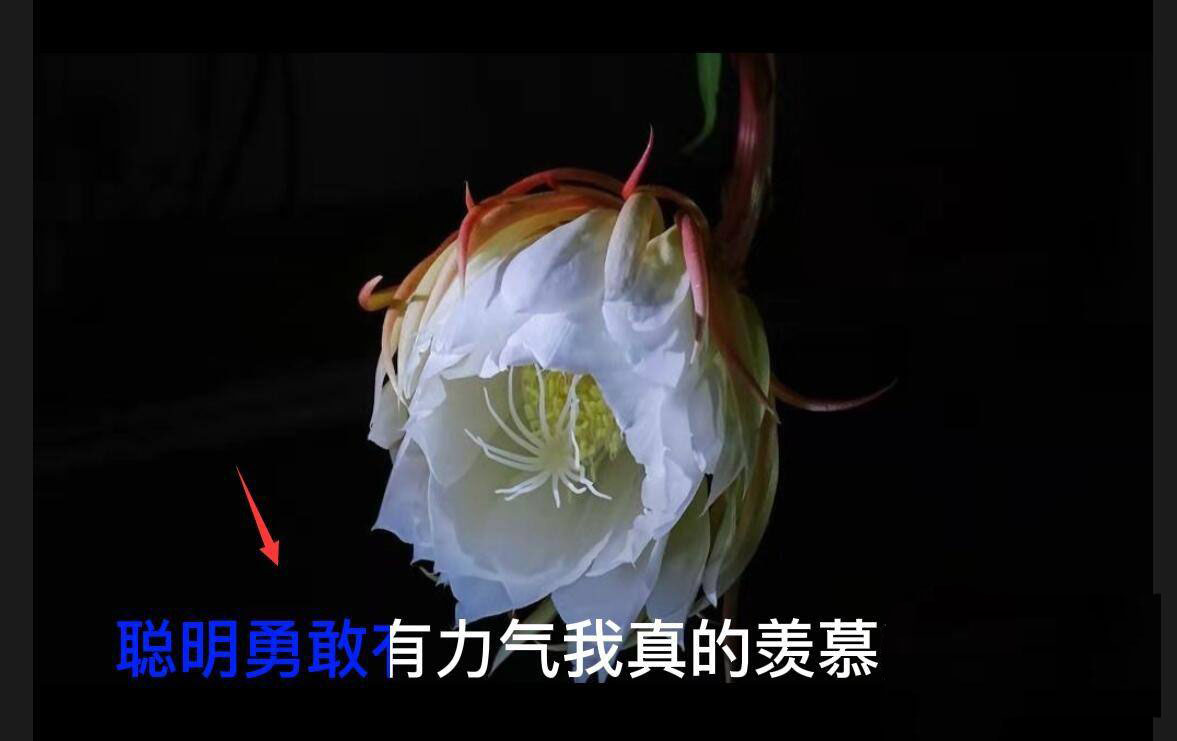 剪映怎么给字幕变色? 剪映颜色逐字覆盖动画的制作方法