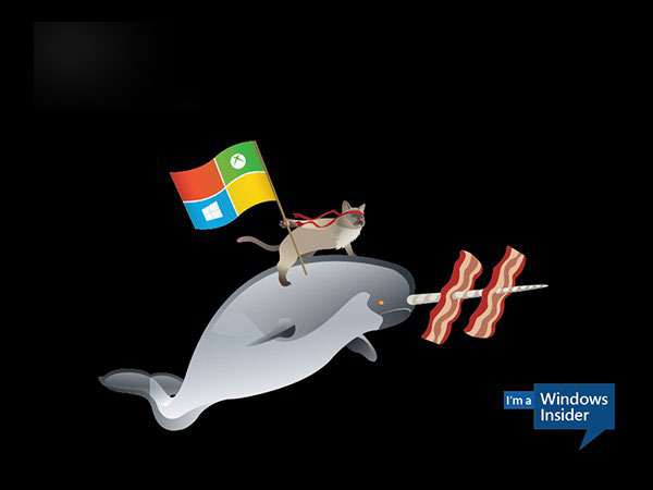 微软Win10 Insider壁纸下载：骑独角鲸、恐龙的忍者猫壁纸