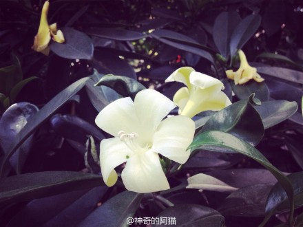 柚子相机使用效果展示