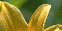 打印机文件图形出现白色横纹该怎么办?