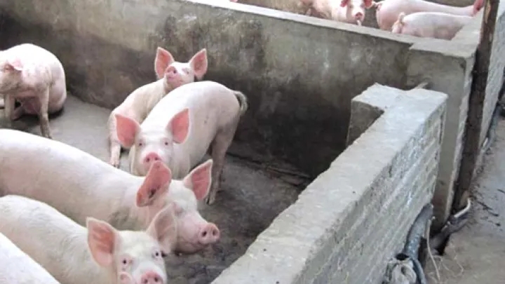 腾讯会议搞笑背景有哪些 腾讯会议搞笑背景图分享