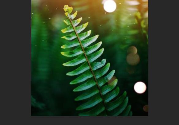 ps标尺工具怎么用拉直 ps标尺工具使用方法