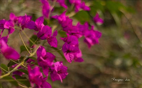 Garden Glimpses3