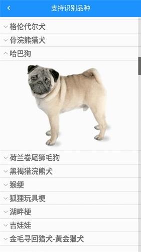 狗狗识别截图