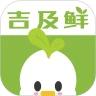 吉及鲜