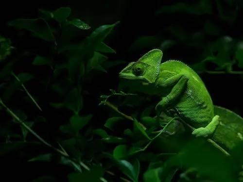 FIN7后门工具伪装成白帽工具进行传播