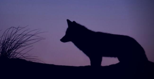 Purple Fox攻击流程中增加了新的CVE、隐写术和虚拟化技术