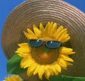 ​有人送了我一朵向日葵，不是花的那种