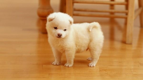 狗管家CEO孙立：写给2014年的一份信