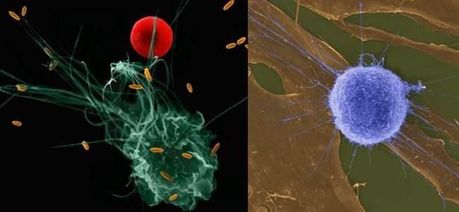 青藤云安全张福：我们可以用&ldquo;免疫系统&rdquo;对抗黑客入侵吗？