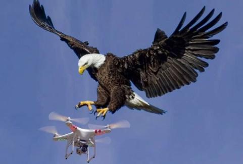 罪犯通过无人机越狱? 资深女黑客一怒&ldquo;打飞机&rdquo;