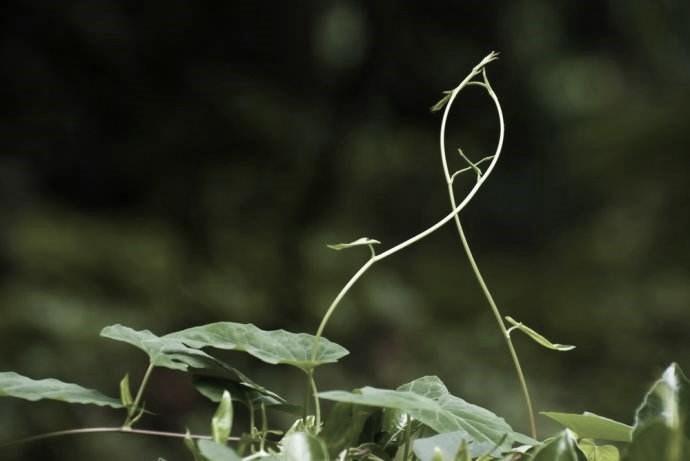 青藤云安全程度：拿下Cool Vendor背后 ，每一片&ldquo;叶片&rdquo;都是侦察兵
