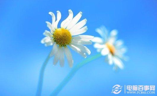 Win8桌面壁纸曝光 Windows8桌面壁纸晴空下的雏菊下载