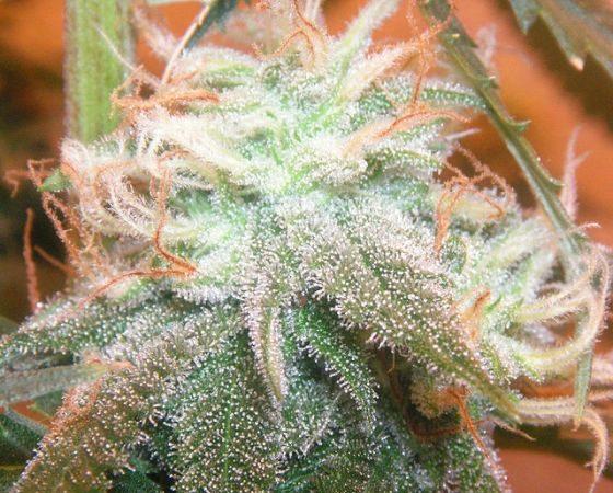 大麻是什么东西 大麻有什么危害？