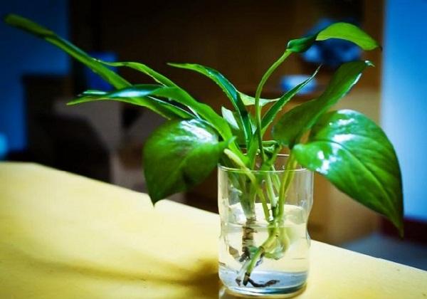 电脑旁边放什么植物好?防辐射植物推荐