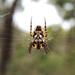ARaNeUS 1.1截图