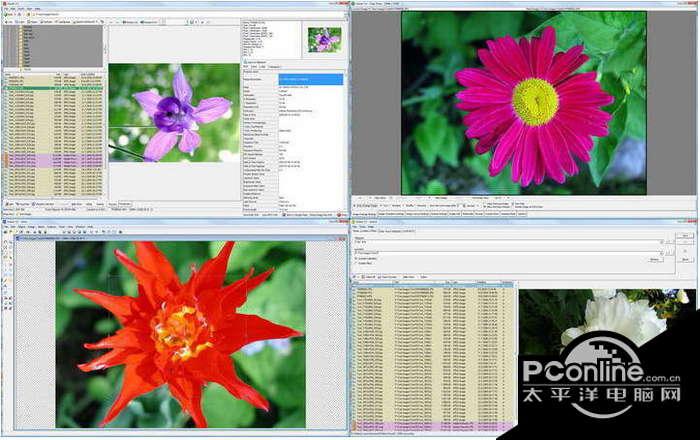 Portable WildBit Viewer 6.3截图
