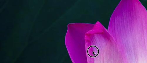 苹果视频播放器(Apple QuickTime)截图