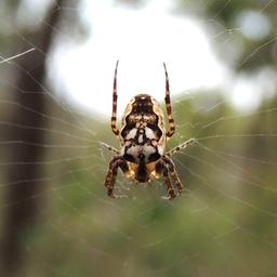 ARaNeUS 1.1