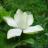 TouchPad汉王栀子花输入法