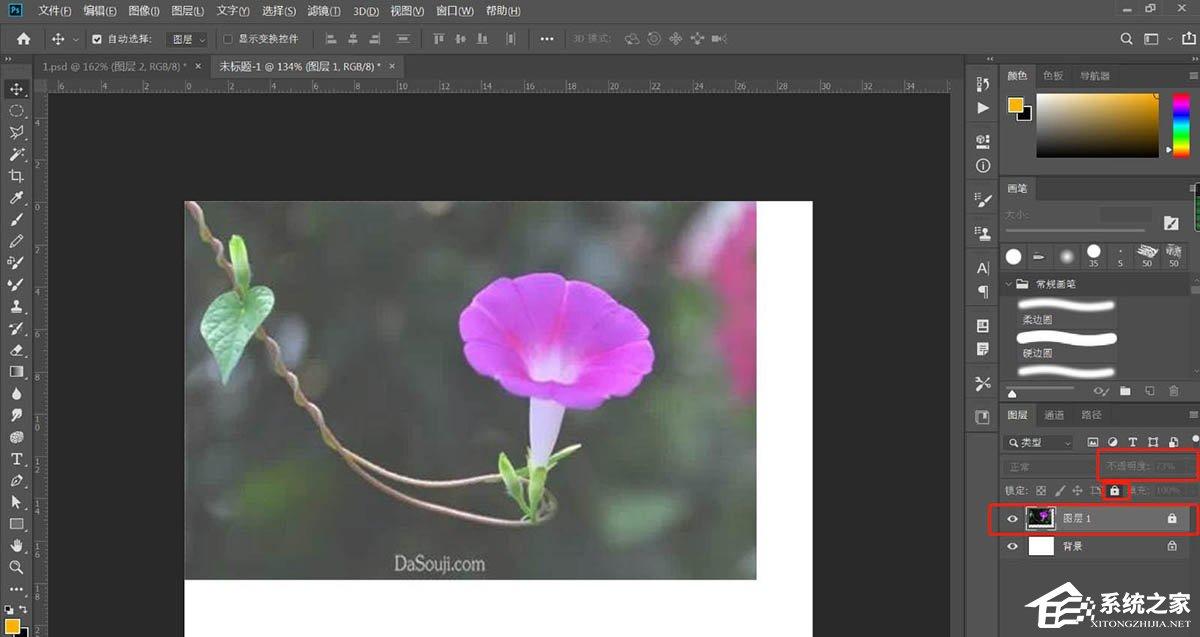 PS如何手绘牵牛花插画？Photoshop绘制牵牛花的方法
