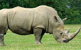 rhinoceros8中文版免费下载