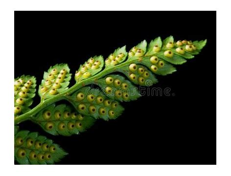 孢子 存档 win7和孢子 孢子 存档 win7