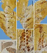 《孢子(spore)》更改孢子存档路径最简易方法 《孢子(spore)》更改孢子存档路径最简易方法