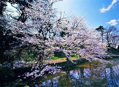 win7苹果主题