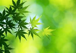 win7绿色保护眼睛