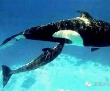 如何在dos里设置u盘安装win7系统? 如何在dos里设置u盘安装win7系统?