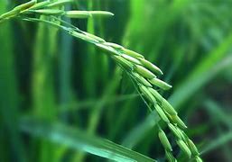 win7工作组局域网文件共享需启动的服务