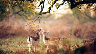 在win7系统如何进入dos？