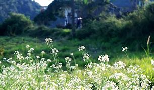 win7下安装ie11失败后的方法