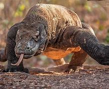 gho GHO文件安装工具 下载